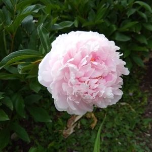 Meet your Posher, Rose